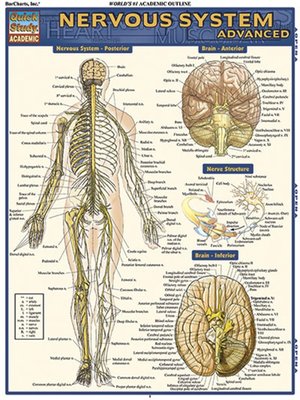 cover image of Nervous System Advanced